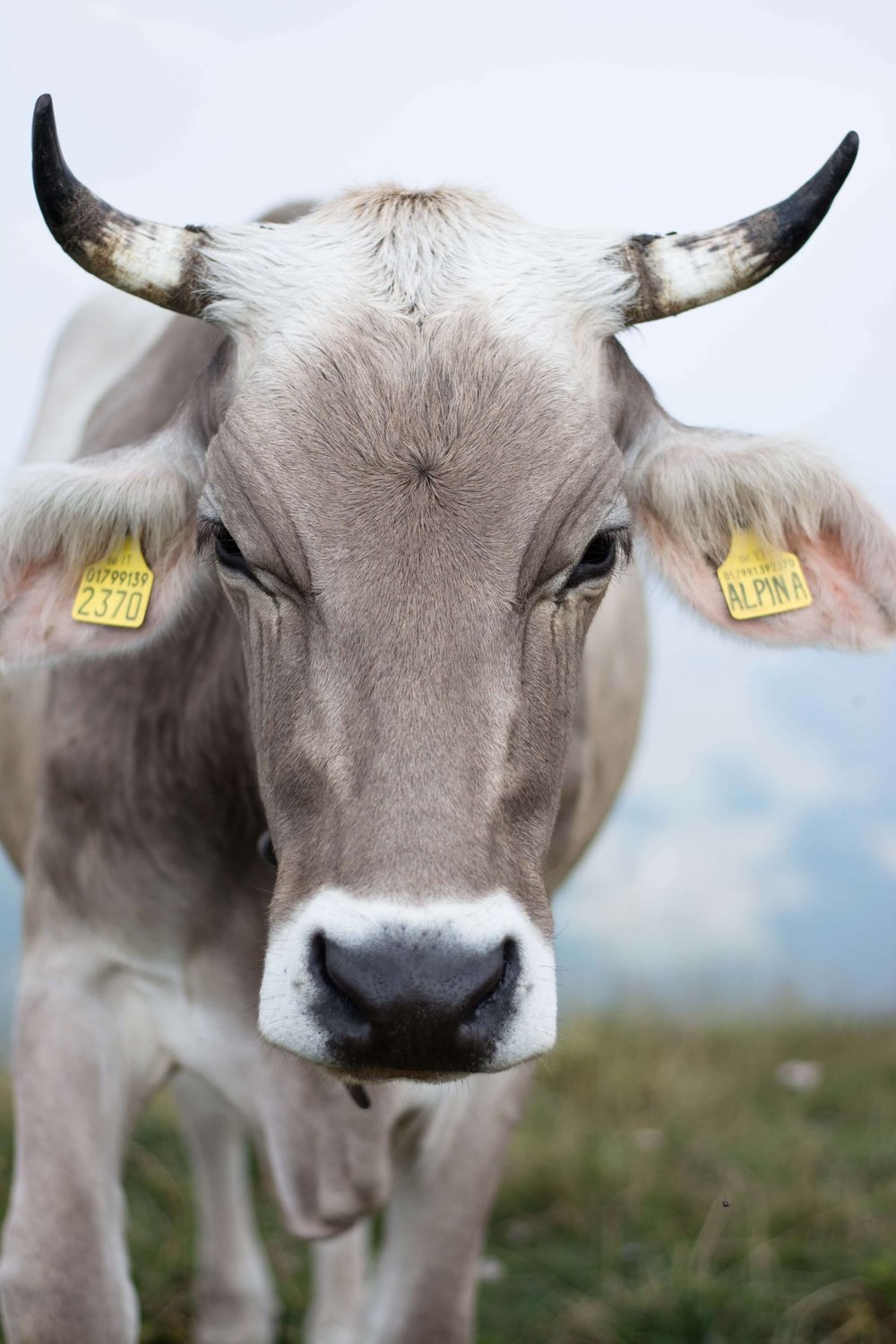 Monte Baldo cow